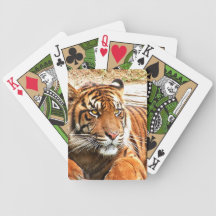 Tiger Resting Portrait Playing Cards