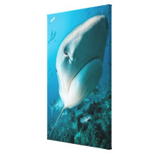 Tiger shark (Galeocerdo cuvier) Shark feed Canvas Prints