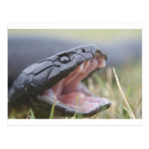 Tiger Snake Post Cards