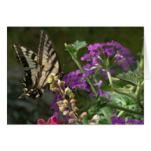 Tiger Swallowtail Butterfly Card