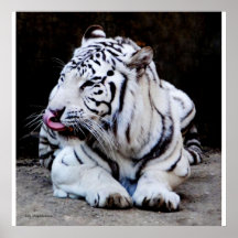 Tiger Tongue Posters
