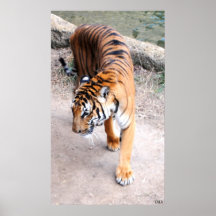 Tiger Unaware Posters