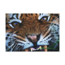 Tigers fangs stretched canvas print