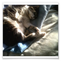 Tilly Photo