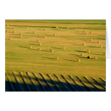 Tim Schell's Hay # 2 Card