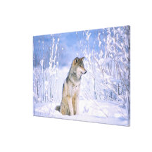 Timber Wolf sitting in the Snow, Canis lupus, Stretched Canvas Prints