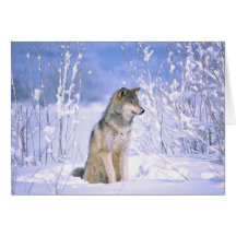 Timber Wolf sitting in the Snow, Canis lupus, Greeting Cards