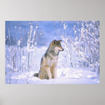 Timber Wolf sitting in the Snow, Canis lupus, Posters
