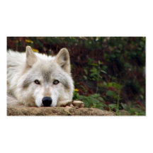 Timber wolf stare business card templates