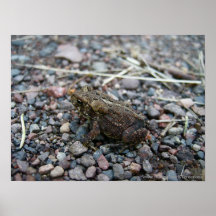 Tiny Frog Print