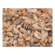 Tiny sea shells announcements