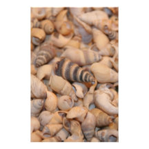 Tiny sea shells personalized stationery