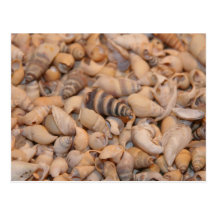 Tiny sea shells postcards