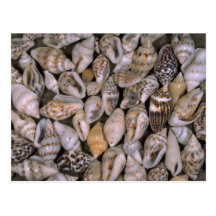Tiny shells Shell Post Cards