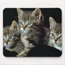 Tiny Tabby Trio mousepads