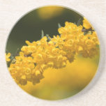 Tiny Yellow Flowers Drink Coasters