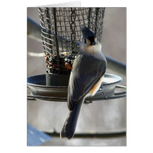 Titmouse Card