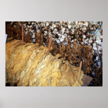 Tobacco and Cotton Poster