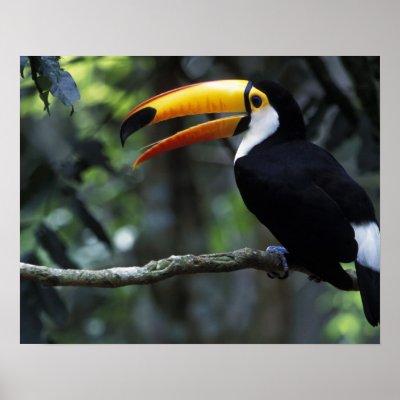 Toco Toucan Male