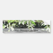 Tomato Seedlings In Nursery Pots Bumper Sticker