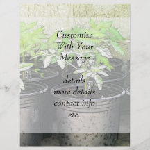Tomato Seedlings In Nursery Pots Flyer Design