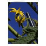 Tomatoes Blossoms Flowers Greeting Cards