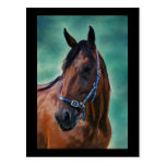 Tommy Standardbred Horse Art Postcard