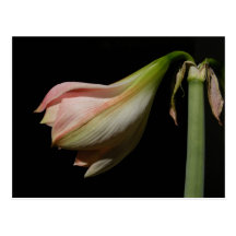 Tomorrows Amaryllis ~ postcard
