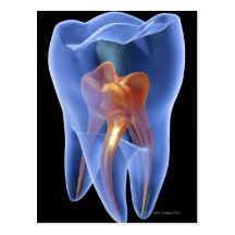 Tooth, transparent cross section of a molar postcards