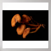 Top of Mushrooms Print