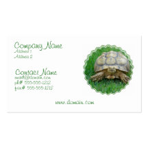 Tortoise Business Card