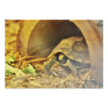 Tortoise hiding in shell 2 announcements