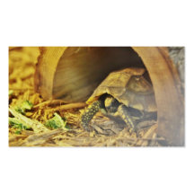 Tortoise hiding in shell 2 business card