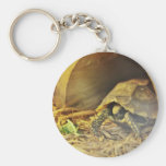 Tortoise hiding in shell 2 keychains