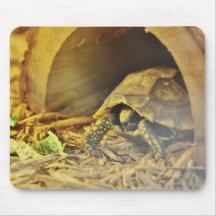 Tortoise hiding in shell 2 mousepad