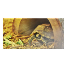Tortoise hiding in shell 2 photo card template