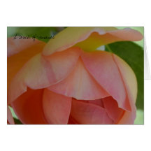 Touch of Romance Card