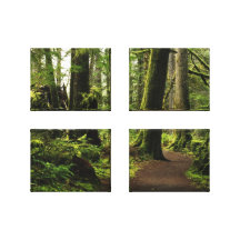 Trail Amongst Giants Gallery Wrap Canvas