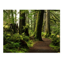 Trail Amongst Giants Postcards
