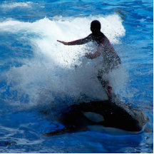 Trainer riding on killer whale orca photograph photo cutouts