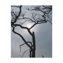 Tree at Dawn Stretched Canvas Print
