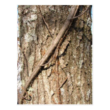 Tree Bark 31 ~ postcard