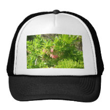 Tree Blooms - Vaccinium Cylindraceum Trucker Hats