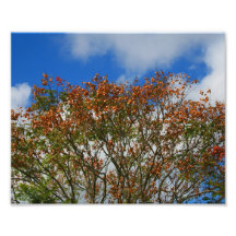 Tree Blue Sky Orange Flowers Image Photographic Print