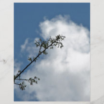 Tree Branch against Blue Sky Flyers