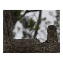 Tree Hugger Postcard