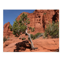 Tree in Sedona, Arizona Postcard