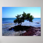 Tree - Key West, Florida Poster