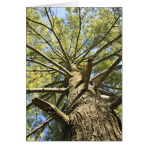 Tree Limbs Greeting Card