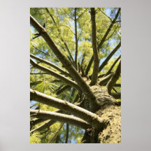 Tree Limbs Poster